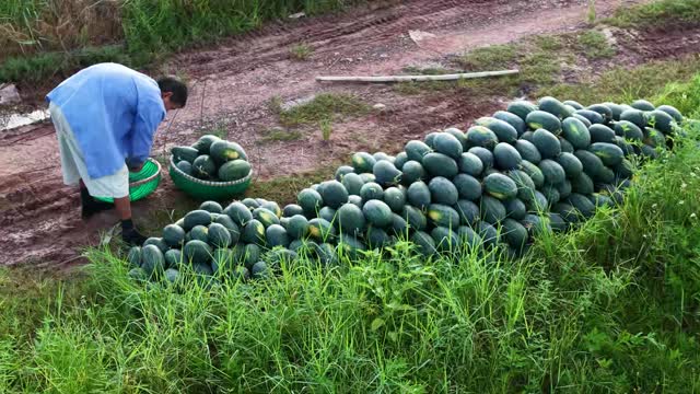 Long Row Of Harvested Watermelons