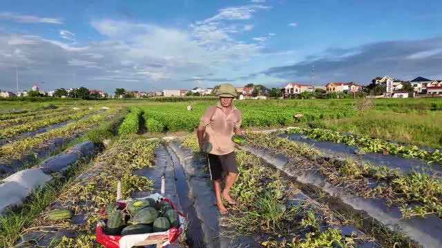 Farmer Holding Harvested Watermelons