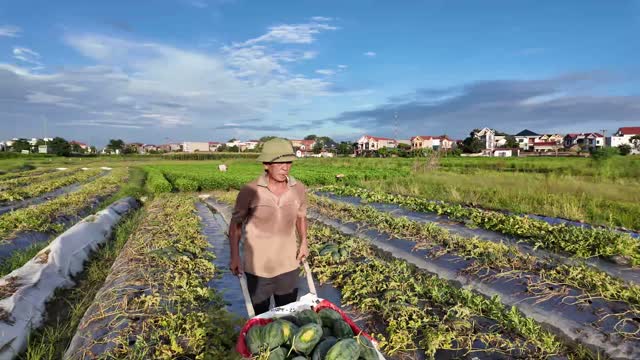 Farmer Pushing Watermelon Wheelbarrow
