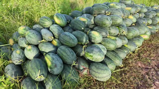 Big Pile Of Watermelons