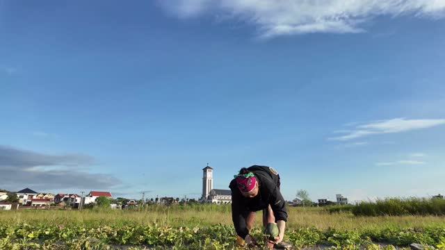 Farmer Picking Watermelon Low Angle