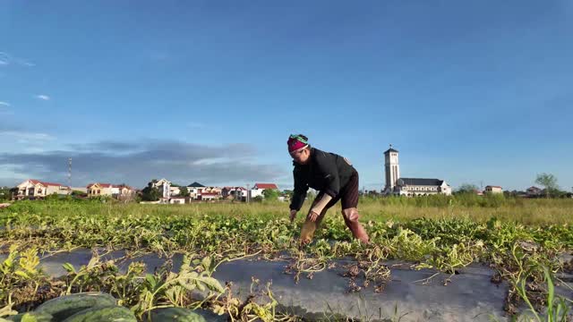 Worker Harvesting Watermelon Field
