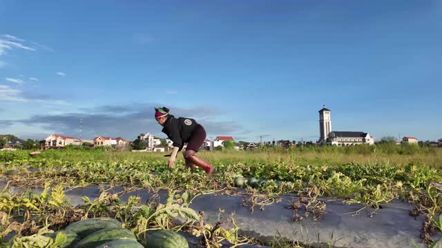 Farmer Crouching In Watermelon Field