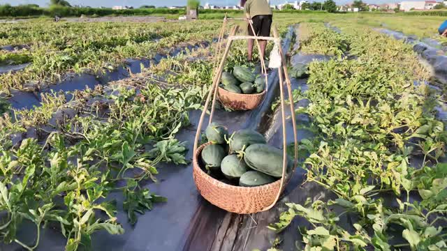 Pole Baskets Of Watermelons