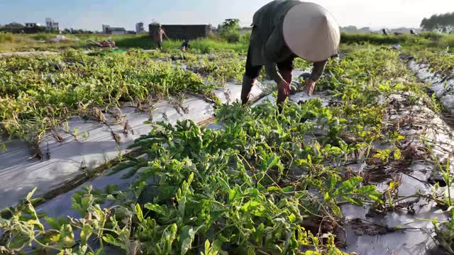 Farmer Harvesting Watermelon Vines