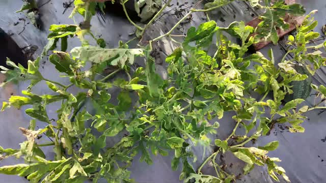 Watermelon Vines On Mulch