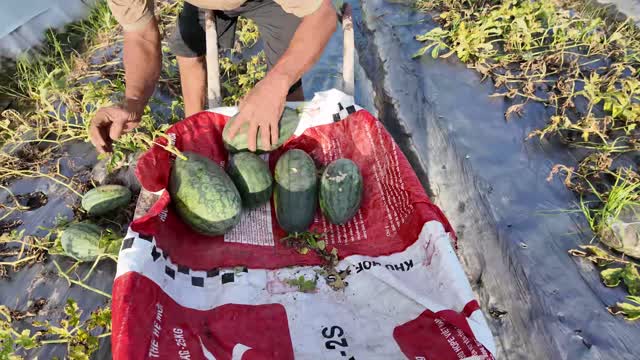 Hands Sorting Fresh Watermelons