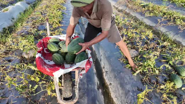Farmer Loading Watermelon Wheelbarrow