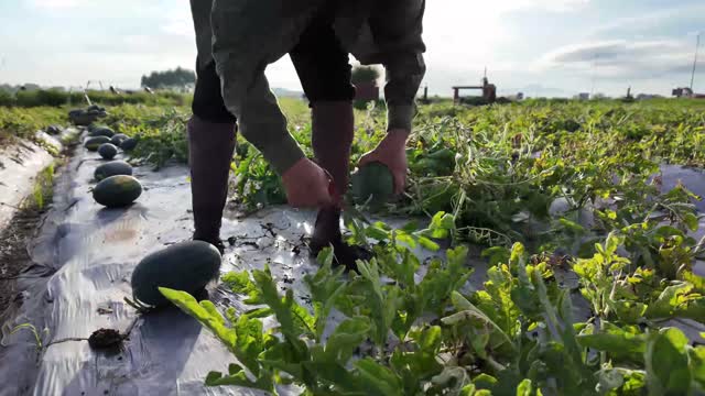 Low Angle Watermelon Picking