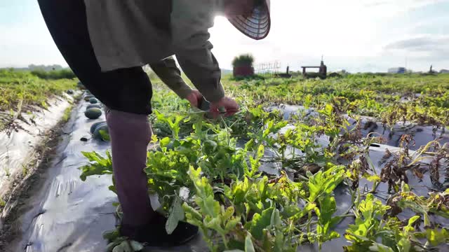 Backlit Watermelon Harvest