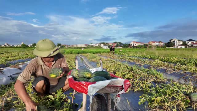 Farmer Sorting Watermelons By Wheelbarrow