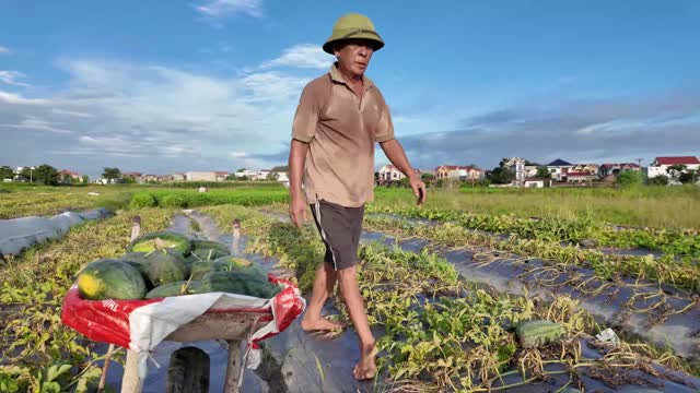 Farmer Walking Beside Watermelon Cart