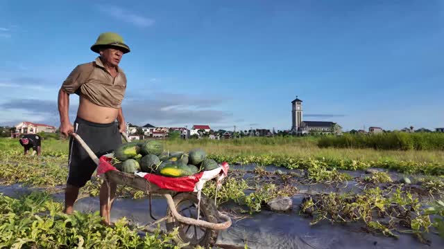 Farmer Pushing Watermelon Cart