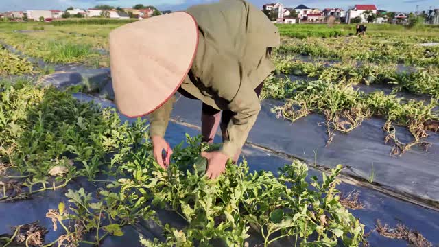 Conical Hat Watermelon Harvest