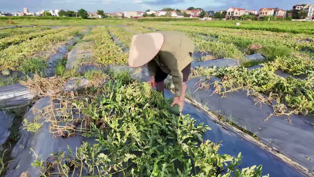 Harvesting In Watermelon Rows