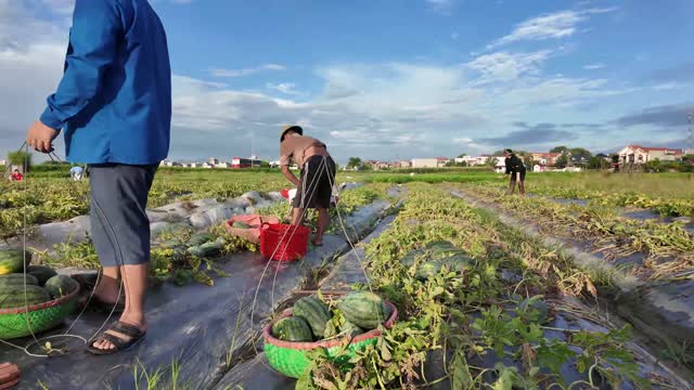 Workers Harvesting Into Baskets