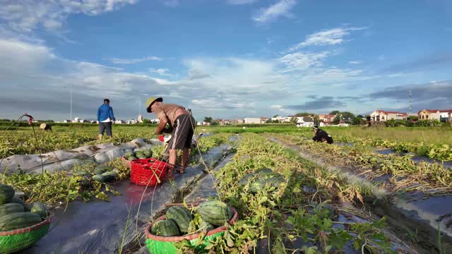 Farmers Working Watermelon Field