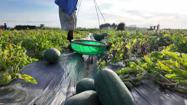 Following Basket Down Row