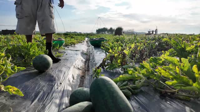 Watermelons Along Field Row