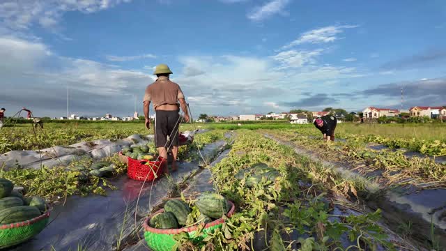 Farmer Moving Watermelon Baskets