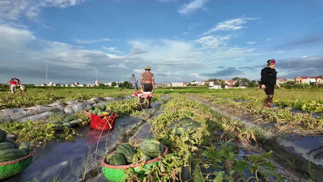 Workers In Wide Watermelon Field