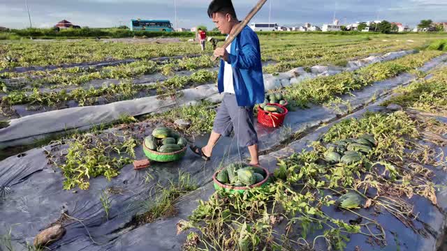 Man Carrying Watermelon Baskets Pole