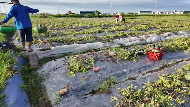 Worker Carrying Basket Across Field