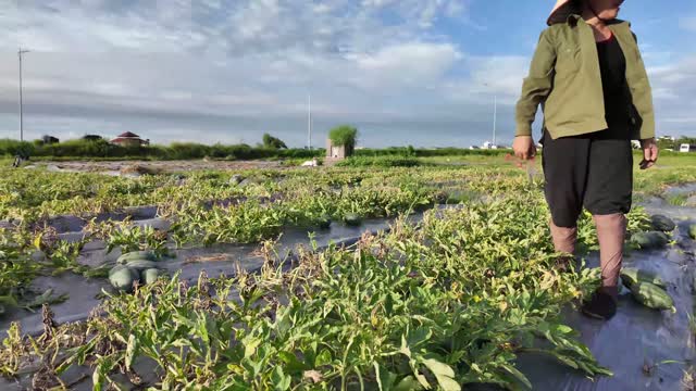 Worker In Watermelon Field