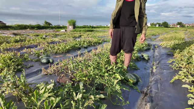 Standing Among Watermelon Vines