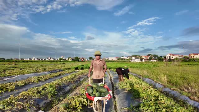 Farmer Wheelbarrows Watermelons