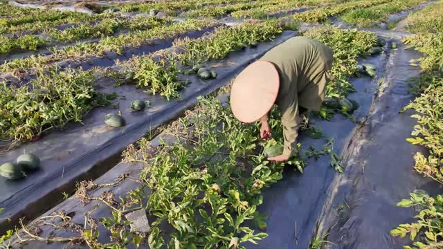 Squatting To Harvest Watermelons