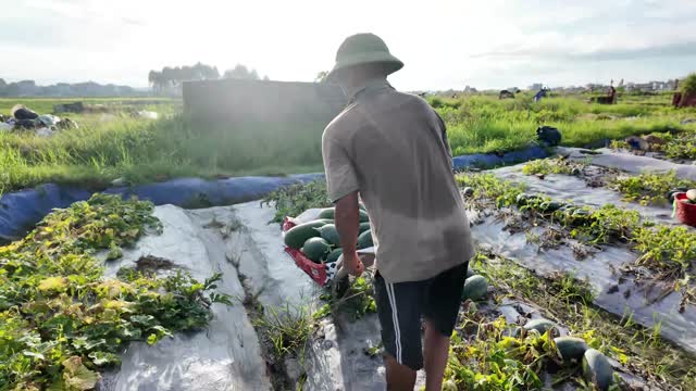 Farmer Pushing Cart Toward Camera
