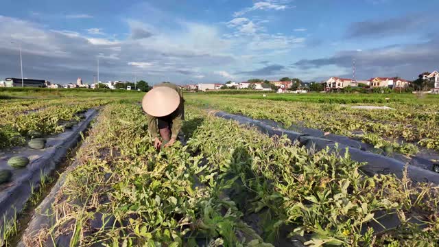 Harvesting Under Blue Sky