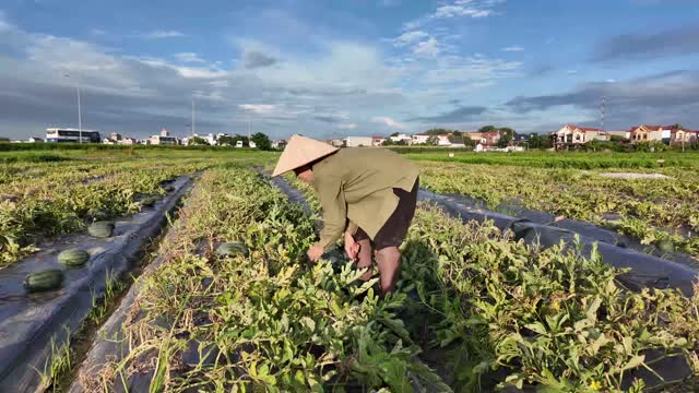 Farmer Picking In Field
