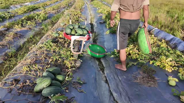 Farmer Carrying Watermelon To Cart