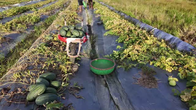 Watermelons In Cart And Basket