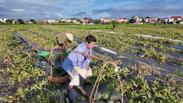 Aerial Over Watermelon Rows