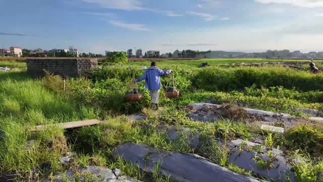 Farmer Crossing Countryside Field