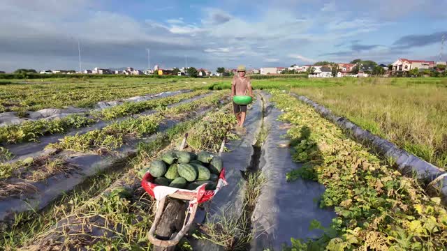 Farmer Carrying Melon To Wheelbarrow