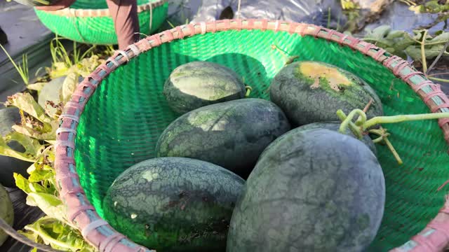 Watermelons In Woven Basket