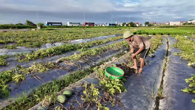 Farmer Picking Into Green Basket