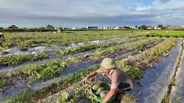 Farmer Squatting To Harvest Melons