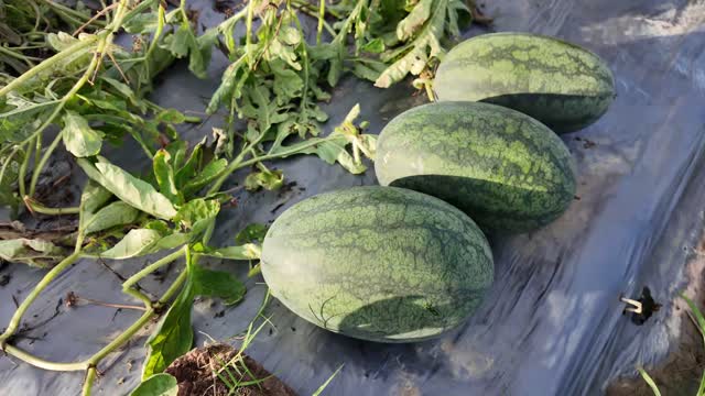 Watermelons On Plastic Mulch