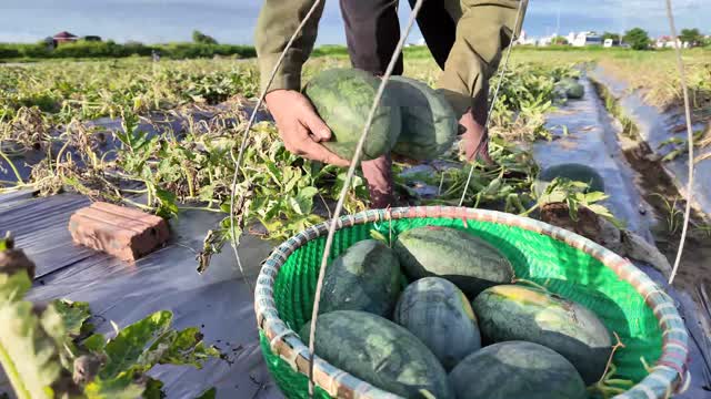 Farmer Picking Watermelons