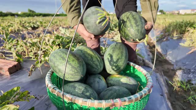 Hands Loading Watermelon Basket