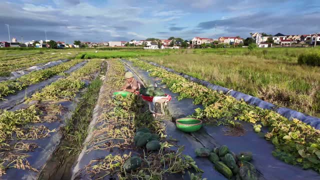 Worker In Wide Watermelon Field
