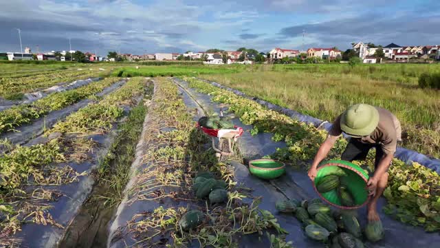 Farmer Loading Basket With Melons