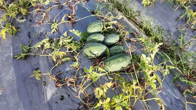 Harvested Watermelons On Mulch