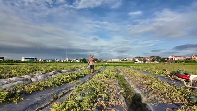 Farmer In Vast Watermelon Field