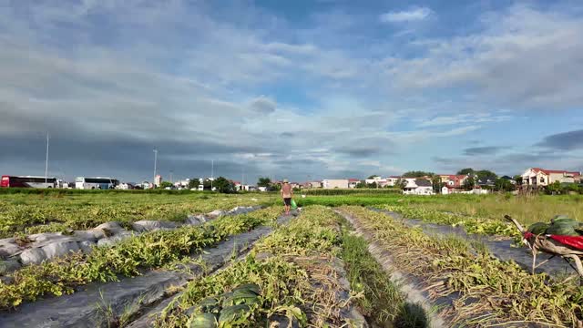 Wide Countryside Watermelon Field